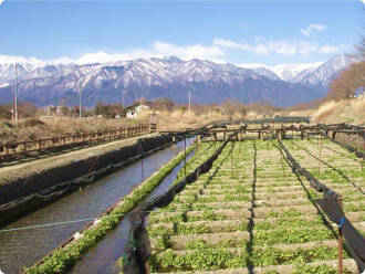 安曇野のわさび田：長野プラザホテル