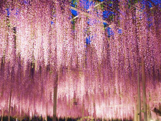 あしかがフラワーパーク／JRあしかがフラワーパーク駅：ホテルセレクトイン佐野駅前