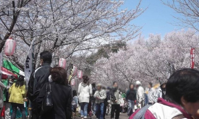 【桜】高尾さくら公園・さくらまつり：ザ・セレクトン大宮快速・北本駅前周辺情報
