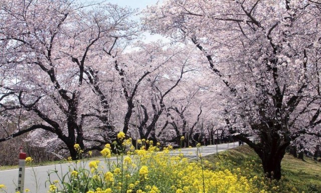 【桜】城ヶ谷堤（じょうがやつつみ）：ザ・セレクトン大宮快速・北本駅前周辺情報