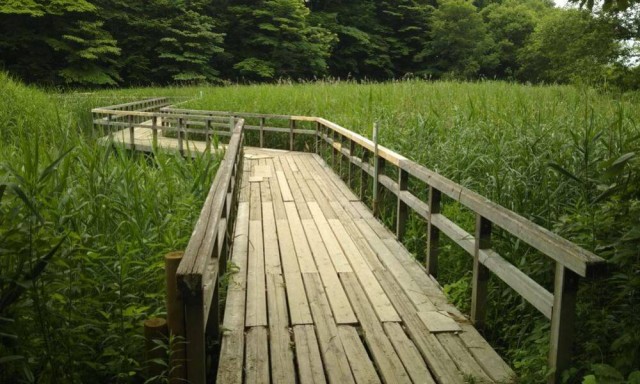 【桜】【蛍】北本自然観察公園・埼玉県自然学習センター：ザ・セレクトン大宮快速・北本駅前周辺情報