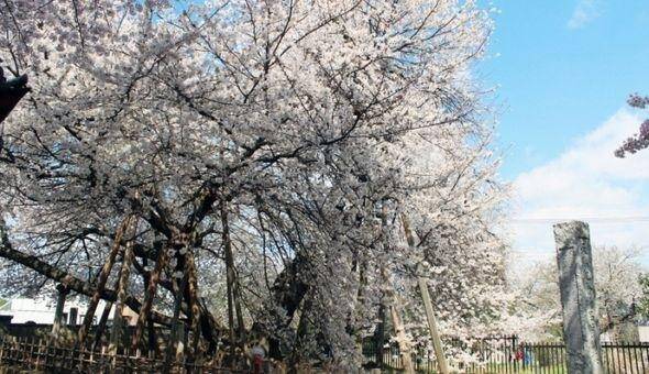 【桜】東光寺・石戸蒲ザクラ（日本五大桜）：ザ・セレクトン大宮快速・北本駅前周辺情報