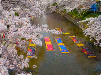 のんぼり洗い（五条川）