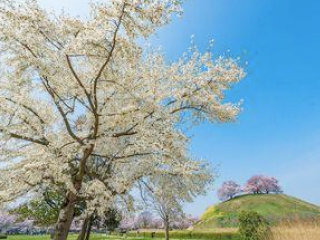 行田 (ぎょうだ) ～ちょっと足を延ばして～：いやし処ほてる寛楽埼玉・本庄早稲田ひのきの館 周辺情報