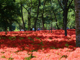 巾着田：ホテルセレクトイン埼玉毛ロ山