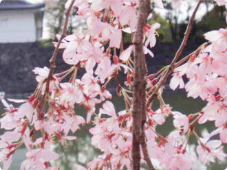 川之江城（別名：仏殿城）